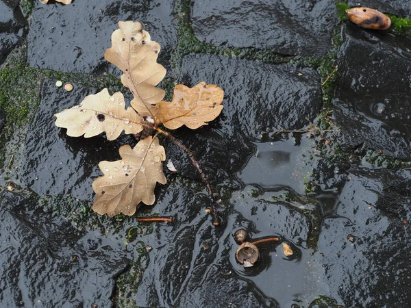 Опавшие Листья Дуба Мокрых Булыжниках После Дождя — стоковое фото