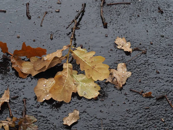 Folhas Carvalho Caídas Calhaus Molhados Após Chuva — Fotografia de Stock