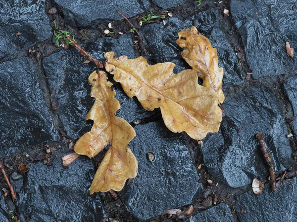 Опавшие Листья Дуба Мокрых Булыжниках После Дождя — стоковое фото