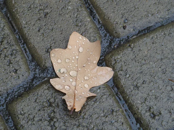 Feuilles Chêne Tombées Avec Des Gouttes Pluie Sur Pavés Humides — Photo