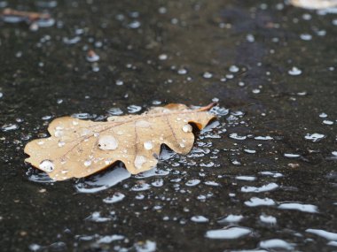 Sonbahar yağmurundan sonra ıslak bir kaldırımda yağmur damlaları ile düşen meşe yaprakları.