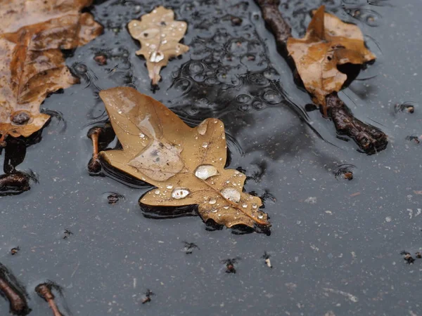 보도에 흙탕물에 빗방울 쓰러진 떡갈나무 — 스톡 사진