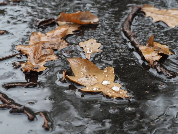 보도에 흙탕물에 빗방울 쓰러진 떡갈나무 — 스톡 사진