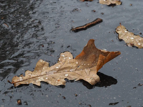 Folhas Carvalho Caídas Com Gotas Chuva Uma Poça Uma Calçada — Fotografia de Stock