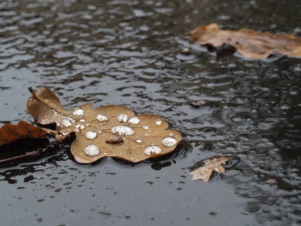 Folhas Carvalho Caídas Com Gotas Chuva Uma Poça Uma Calçada — Fotografia de Stock