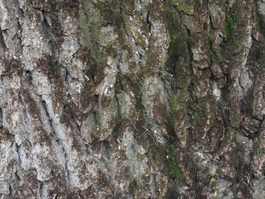 Eski bir meşe ağacının kabuğuna yakın çekim