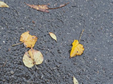 Islak asfalttaki su birikintisine düşmüş sarı-yeşil yapraklar.