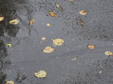 Islak asfalttaki su birikintisine düşmüş sarı-yeşil yapraklar.