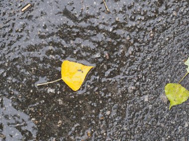 Islak asfalttaki su birikintisine düşmüş sarı-yeşil yapraklar.