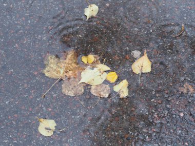 Islak asfalttaki su birikintisine düşmüş sarı-yeşil yapraklar.