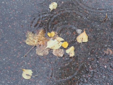 Islak asfalttaki su birikintisine düşmüş sarı-yeşil yapraklar.
