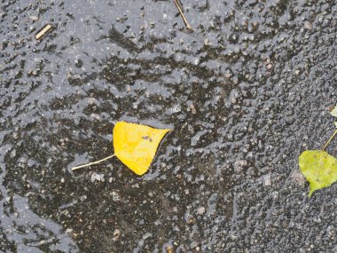 Islak asfalttaki su birikintisine düşmüş sarı-yeşil yapraklar.