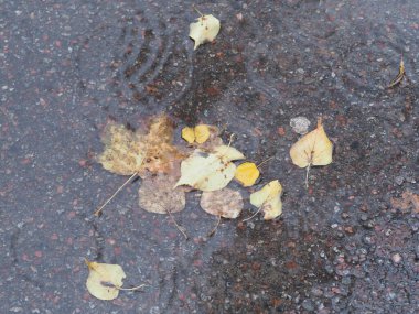 Islak asfalttaki su birikintisine düşmüş sarı-yeşil yapraklar.