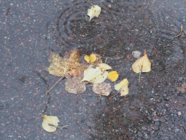 Islak asfalttaki su birikintisine düşmüş sarı-yeşil yapraklar.