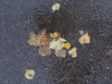 Islak asfalttaki su birikintisine düşmüş sarı-yeşil yapraklar.