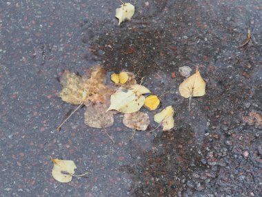 Islak asfalttaki su birikintisine düşmüş sarı-yeşil yapraklar.