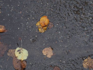 Islak asfalttaki su birikintisine düşmüş sarı-yeşil yapraklar.