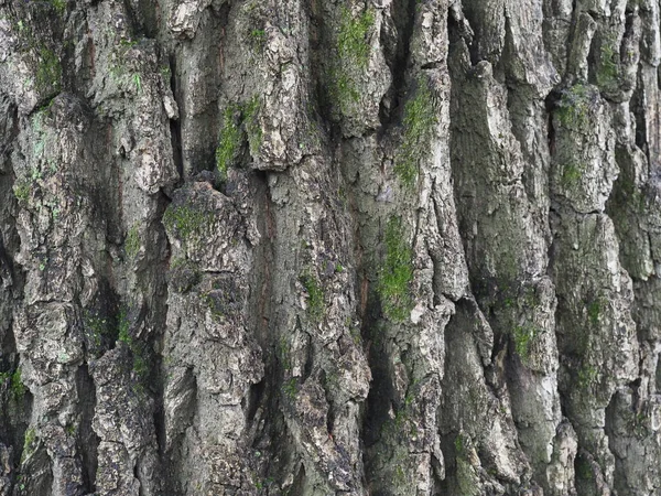 Egy Öreg Tölgyfa Kérgének Közelsége — Stock Fotó