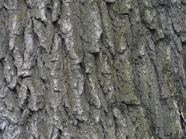 Close Bark Old Oak Tree — Stock Photo, Image