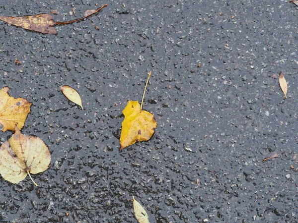 Fallen Yellow Green Leaves Puddle Wet Asphalt — Stock Photo, Image