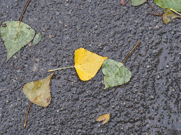 Feuilles Jaune Vert Tombées Dans Une Flaque Eau Sur Asphalte — Photo