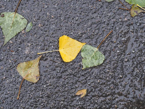 Feuilles Jaune Vert Tombées Dans Une Flaque Eau Sur Asphalte — Photo