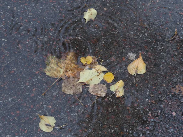 Feuilles Jaune Vert Tombées Dans Une Flaque Eau Sur Asphalte — Photo