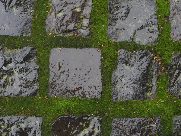 Textura Adoquines Viejos Mojados Cubiertos Musgo Verde Después Lluvia — Foto de Stock