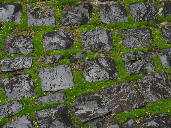 Textura Pedras Pavimentação Velhas Molhadas Cobertas Com Musgo Verde Após — Fotografia de Stock