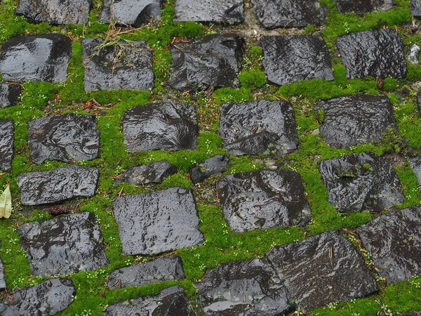 Textura Pedras Pavimentação Velhas Molhadas Cobertas Com Musgo Verde Após — Fotografia de Stock