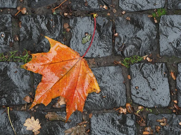 Maple Bladeren Een Natte Weg Het Park — Stockfoto