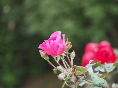 Bahçede açan pembe gül