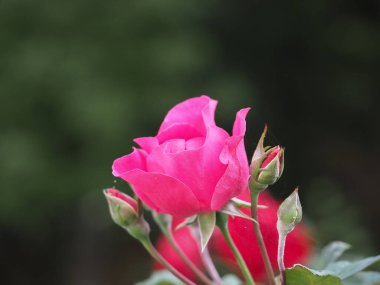 Bahçede açan pembe gül