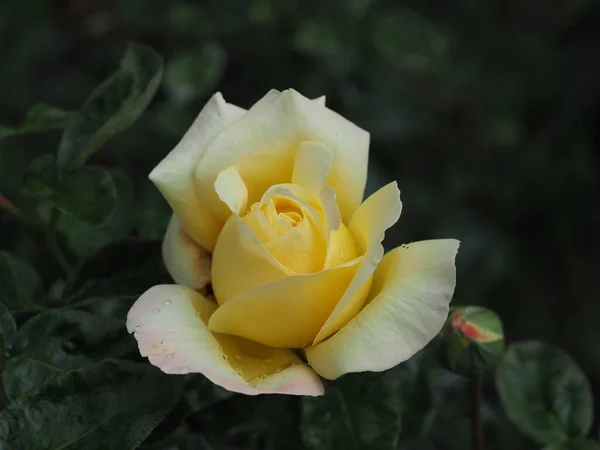 Open Bud Yellow Rose Raindrops Petals — Stock Photo, Image