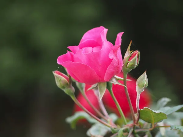 Blommande Rosa Ros Trädgården — Stockfoto