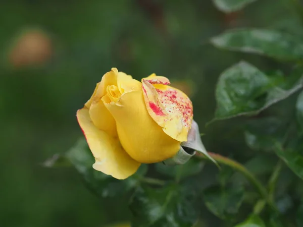 Rosa Roja Amarilla Sin Abrir Jardín —  Fotos de Stock