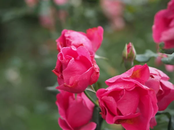 Blooming Pink Rose Garden — Stock Photo, Image