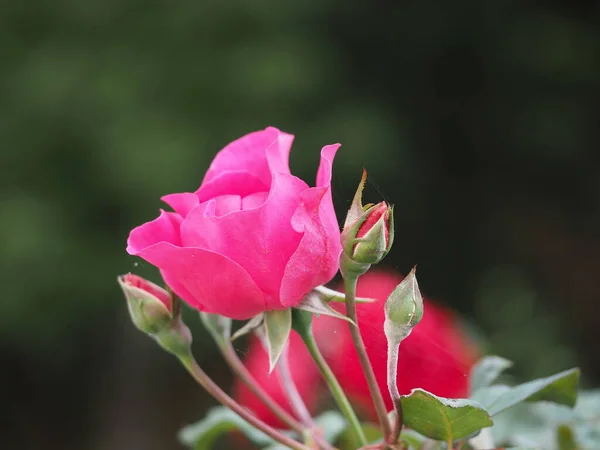 Blommande Rosa Ros Trädgården — Stockfoto