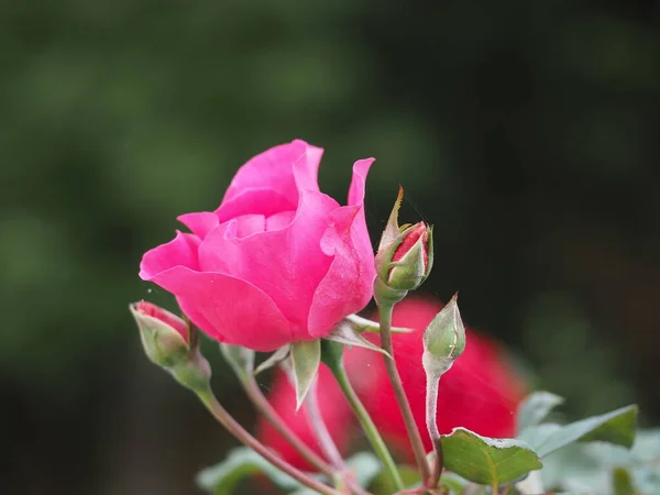 Blooming Pink Rose Garden — Stock Photo, Image