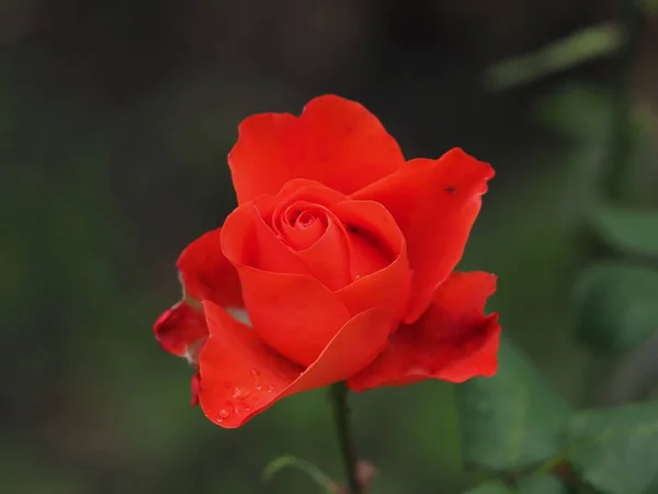Rosa Roja Flor Jardín —  Fotos de Stock