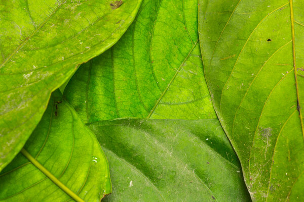 leaf texture