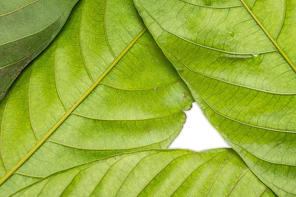 Texture delle foglie — Foto Stock