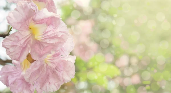 Flor de primavera — Foto de Stock