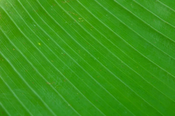 Banana leaf Stockbild