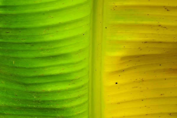 Banana leaf Stockbild