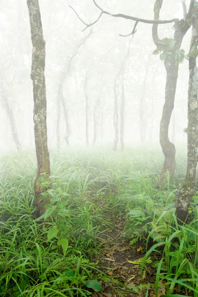 Foresta — Foto Stock