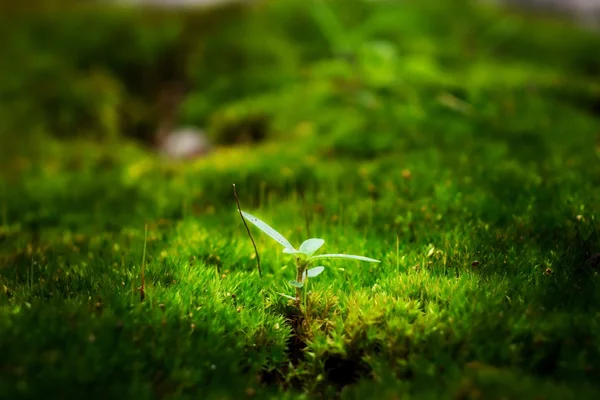 Unga växten på grönt gräs Royaltyfria Stockfoton