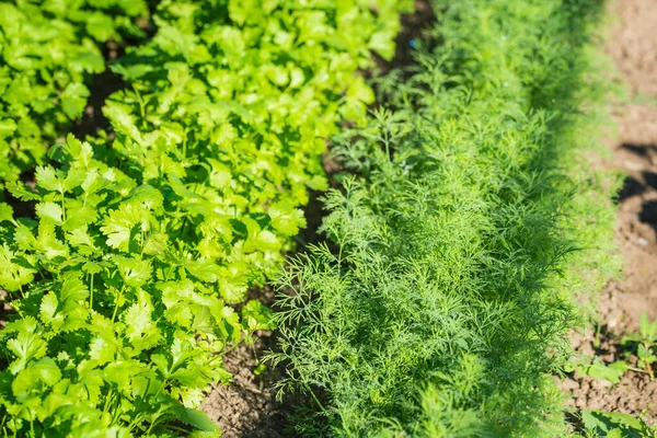 Dill and cilantro in a sunny garden — Stock Photo, Image