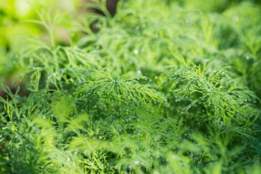 Sabah çiğ dereotları tazeliği