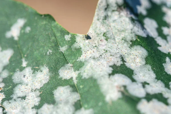 Grapevine diseases Downy Mildew is a fungal disease that affects a grape leaves — 图库照片